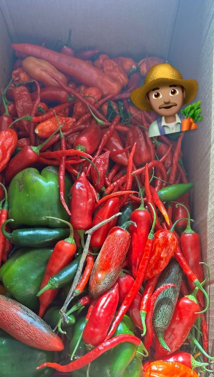 ZaynJMalikARG's tweet photo. Zayn mostrándonos los cultivos de su granja en su IG Story 👨🏻‍🌾 Nos muestra sus chiles y sus sandías gigantes JAJA AMAMOS 🌶️🍉 https://t.co/pqAFmvlzhg