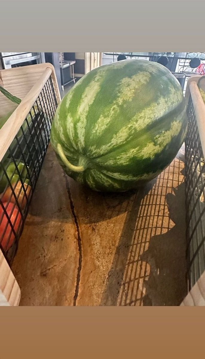 ZaynJMalikARG's tweet photo. Zayn mostrándonos los cultivos de su granja en su IG Story 👨🏻‍🌾 Nos muestra sus chiles y sus sandías gigantes JAJA AMAMOS 🌶️🍉 https://t.co/pqAFmvlzhg