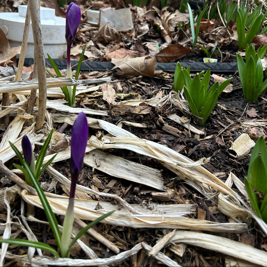 Happy first day of #Spring, Toronto!🌱🐣🌷 It might be cold out today, but there are signs that warmer weather is coming. Does anyone know the name of these purple flowers that are starting to bloom? 👇