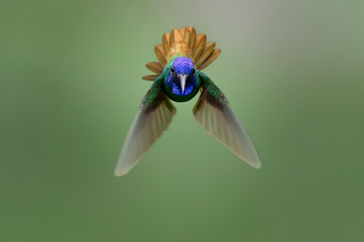 Memo Gómez (Fotógrafo de Naturaleza) tweet media