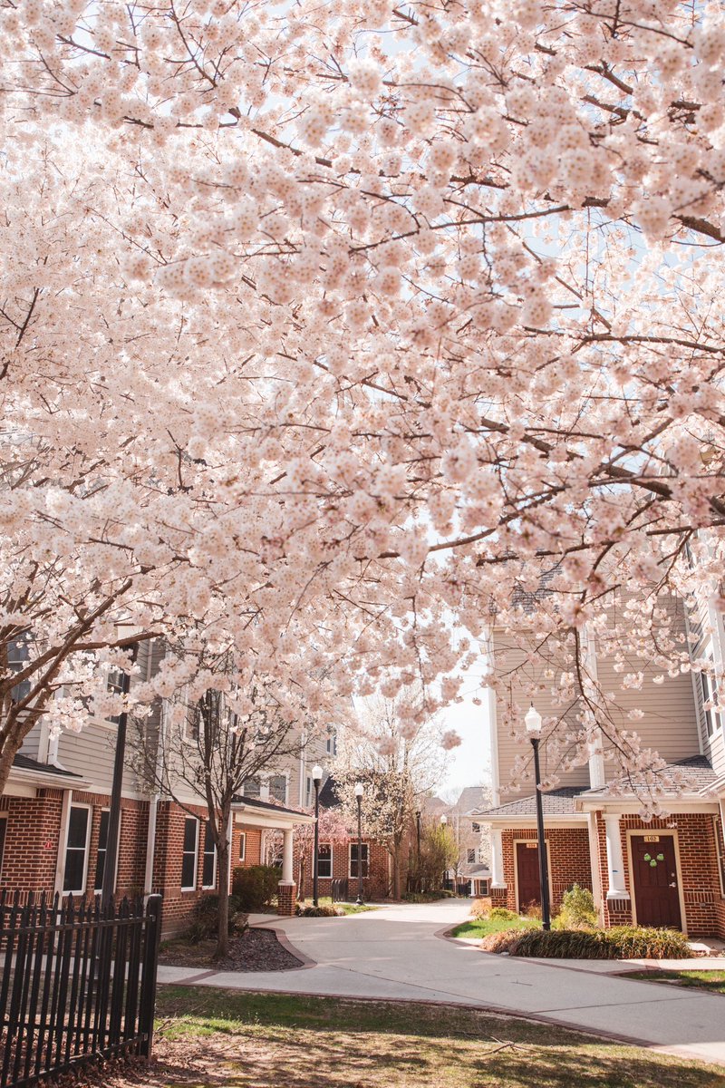 Spring has entered the chat. 🌸