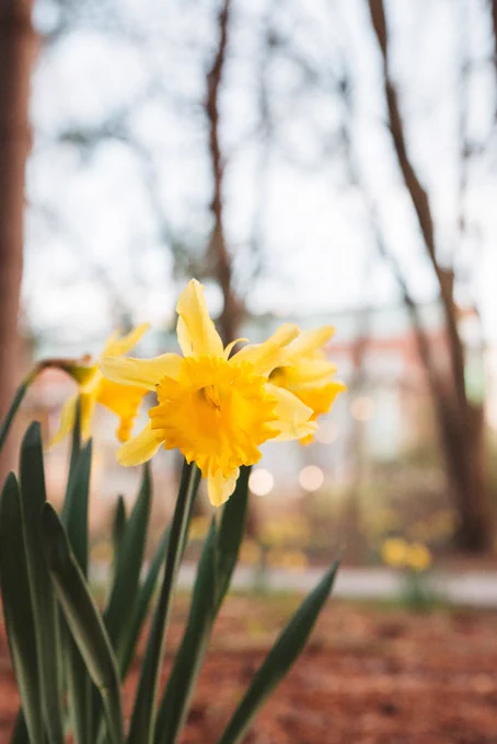 A yellow flower blooming on campus.