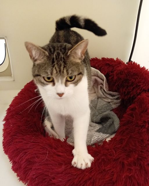 Gablesdogscats's tweet photo. CAT OF THE MONTH
Cracker needs a bit of a stretch this morning to get herself going
https://t.co/ur2CCXZe9T 🧡
#rescuecatsofinstagram #rescuecatsofinsta #catsofinsta #catsofinstagram #plymouth #plymouthuk #ineedafamily #adoptacat #catofthemonth #CrackerCat #CrackerCatOfTheMonth https://t.co/pRNLSbG8NN