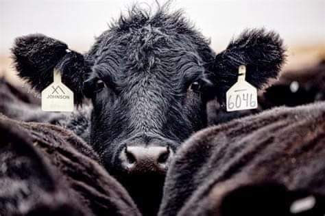 He's not number 6046.
He's an individual who wants to live.
♡ #Vegan for them
♡ #Vegan for justice

#BanFactoryFarming
#ItsNotFoodItsViolence
#NoExcuseForAnimalAbuse
