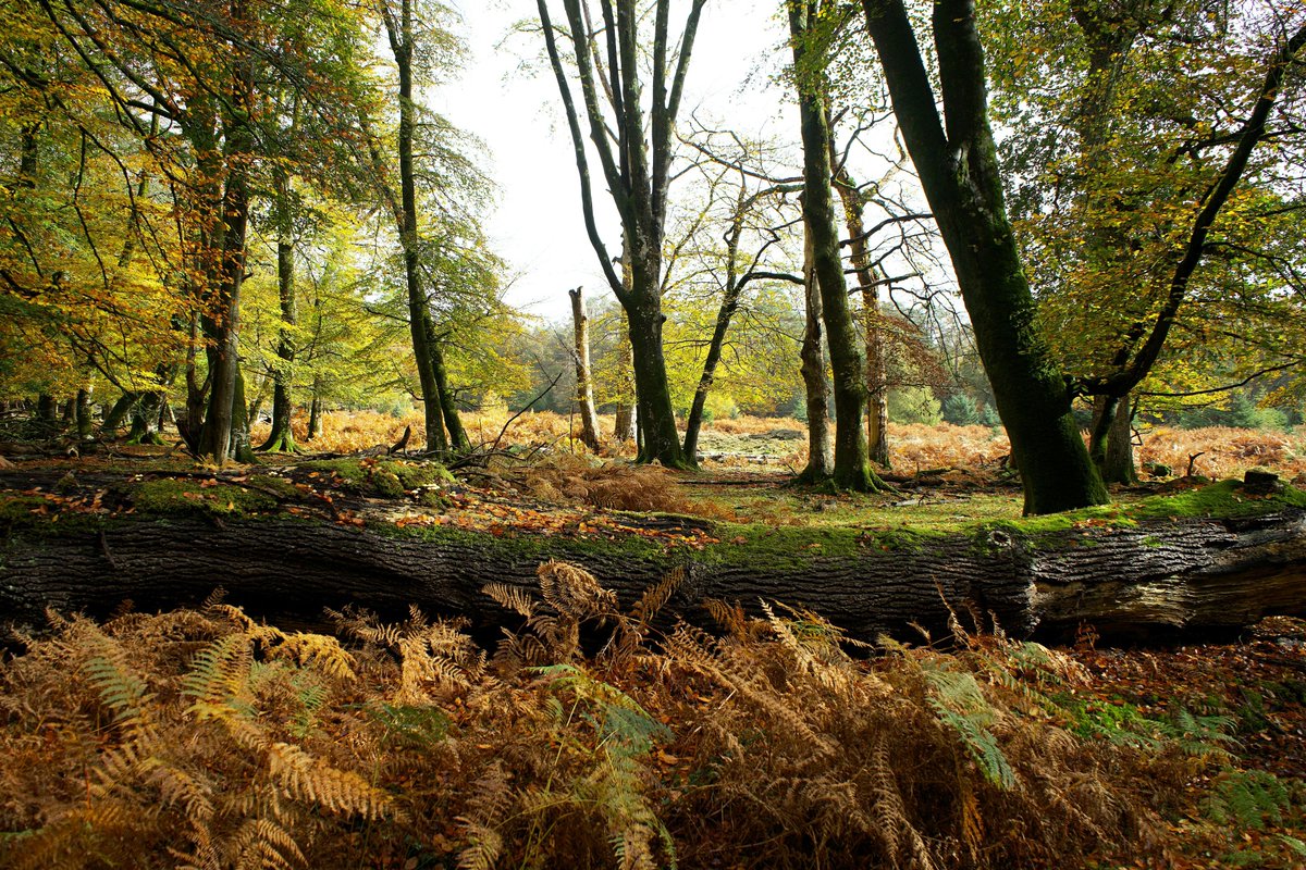 bbfuk's tweet image. 🌱 Calling all Businesses!

Have your say! Help shape the Local Nature Recovery Strategy for Bucks &amp;amp; MK. Join the free online workshop to make your voice heard: orlo.uk/w6RU7

#NatureRecovery #LocalEnvironment #BusinessEngagement #CommunityVoice #Sustainability