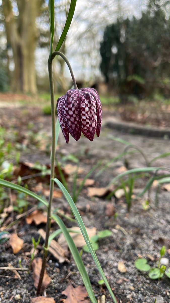 Spring has sprung in the garden.