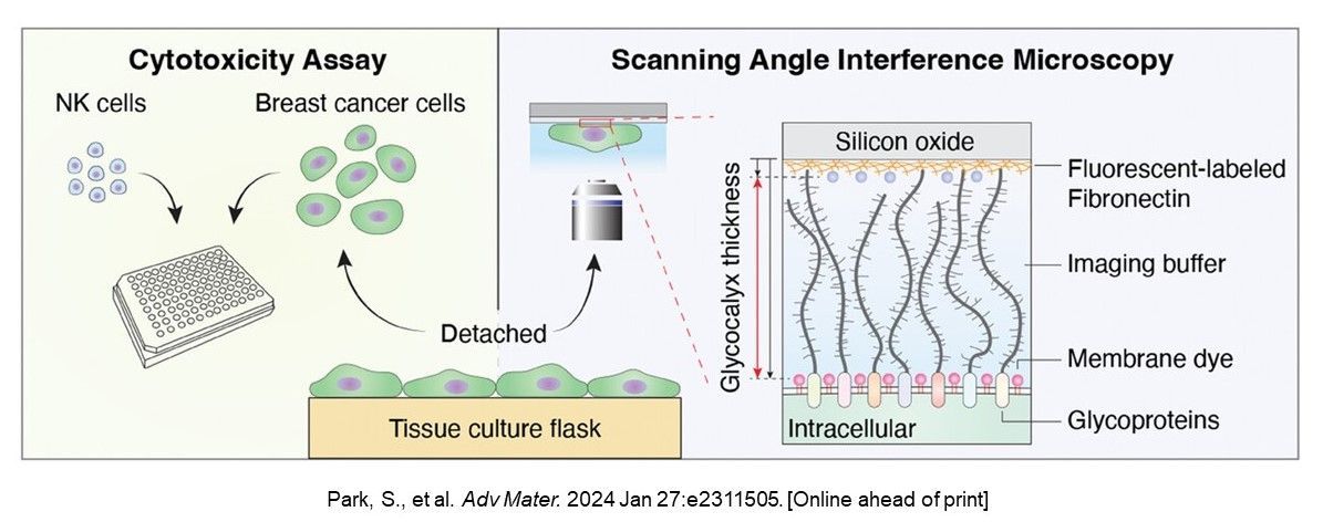 Using bone matrix models & imaging in a @CornellPSOC funded study, @SangwooSPark, @fischbcl17, et al. revealed a mechanism by which collagen mineralization promotes the resistance of #BreastCancer cells to attack by Natural Killer cells @WileyBiomedical bit.ly/3Itemop.