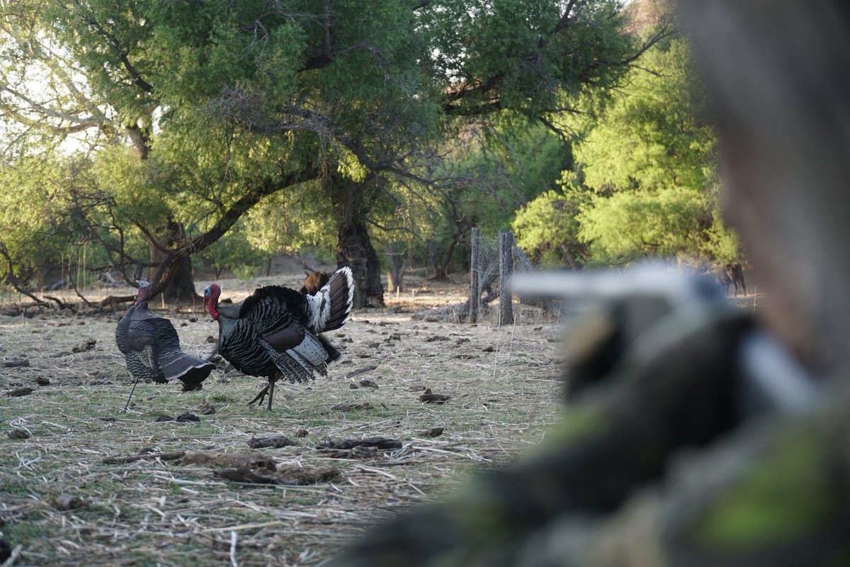 Mike Chamberlain tweet media