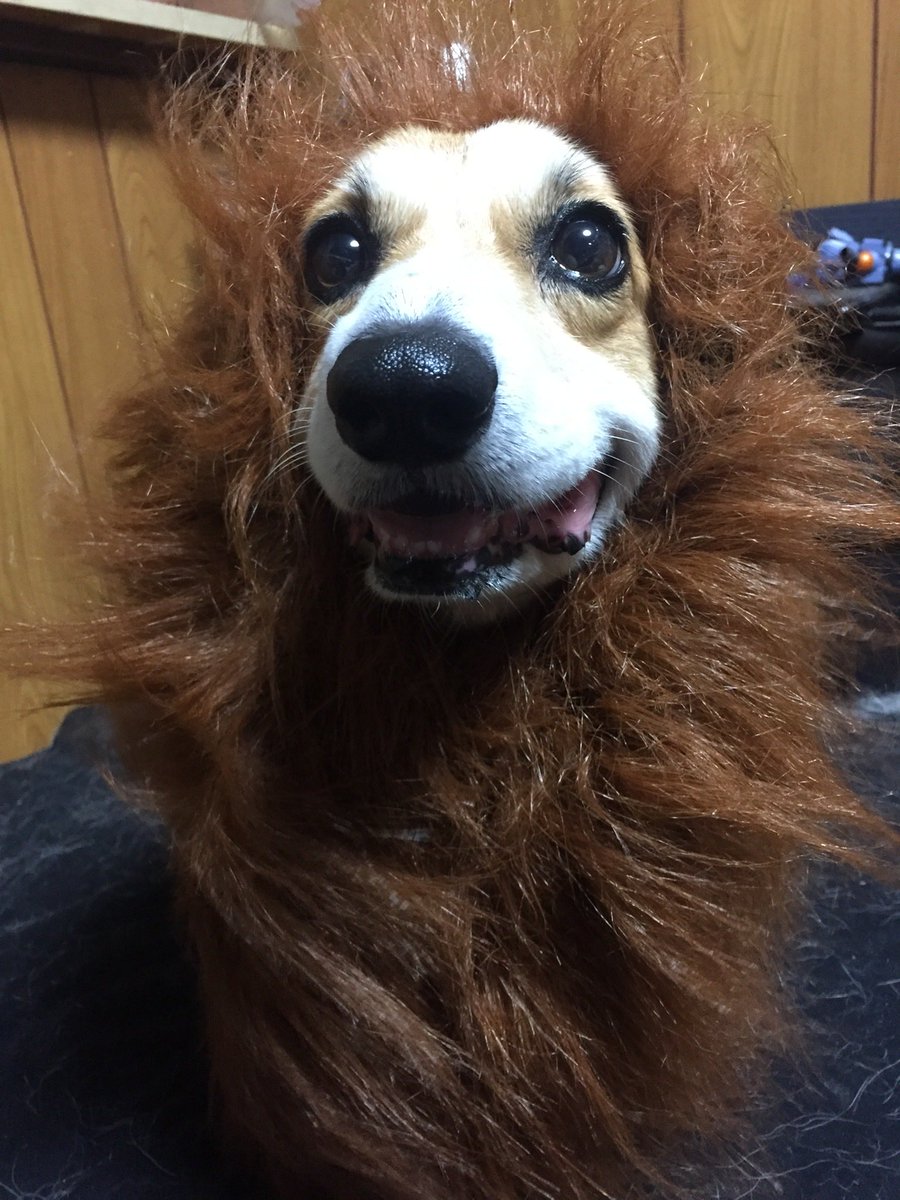 犬「私はコーギーライオン、短足犬の王である！」