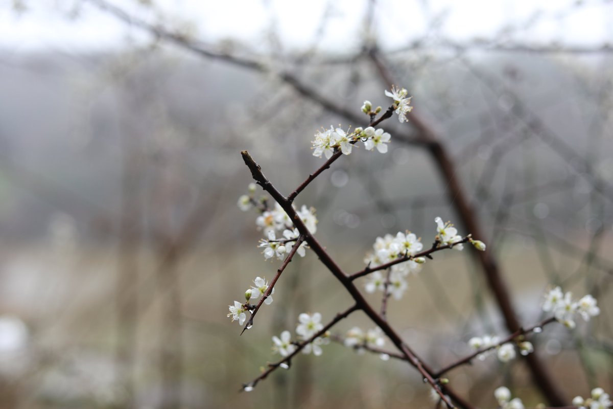 Today is the launch of the National Trust #FestivalofBlossom 🌸

This year we've partnered with lots of fantastic groups to bring you the best of blossom along the Tamar Valley railway. Check our website soon for all things blossom this April

📸Blackthorn blossom by Michelle K