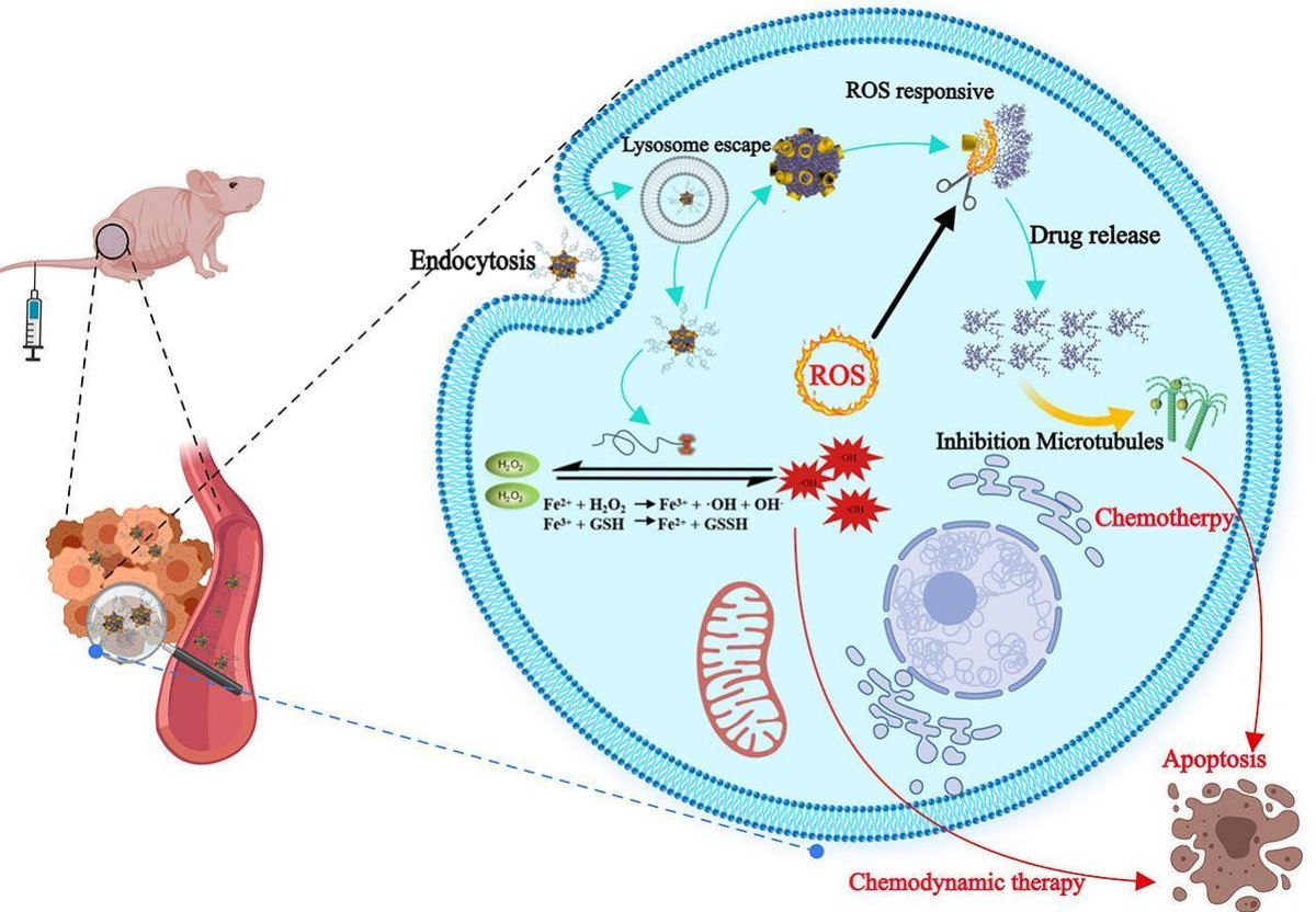 JCRnEDITORS's tweet image. ROS-driven supramolecular nanoparticles exhibiting efficient drug delivery for chemo/Chemodynamic combination therapy for Cancer treatment.
| Jun Pang @sysu_1924 |
#supramolecule #ReactiveOxygenSpecies 
doi.org/10.1016/j.jcon…