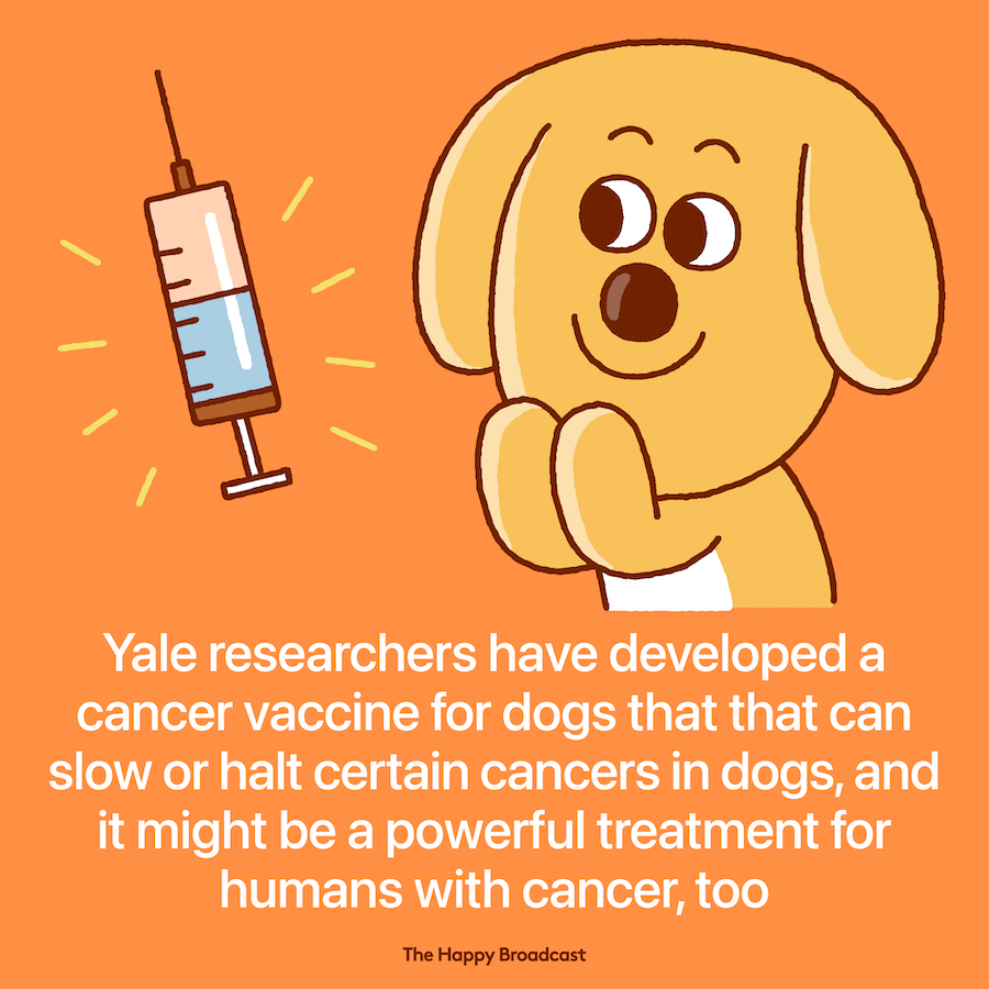 According to the research team, the vaccine increases the 12-month survival rates of dogs with certain cancers from about 35% to 60%. For many of the dogs, the treatment also shrinks tumors. Read more: thehappybroadcast.com/news/novel-can… #goodnews