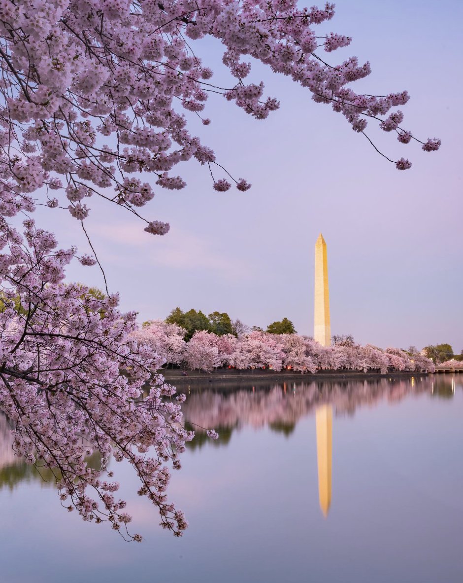 Peak Week has arrived in Washington, D.C. Bask in the beauty of the #cherryblossoms at their most brilliant, now through the 26th. Photo by @justkeatingphoto on Instagram