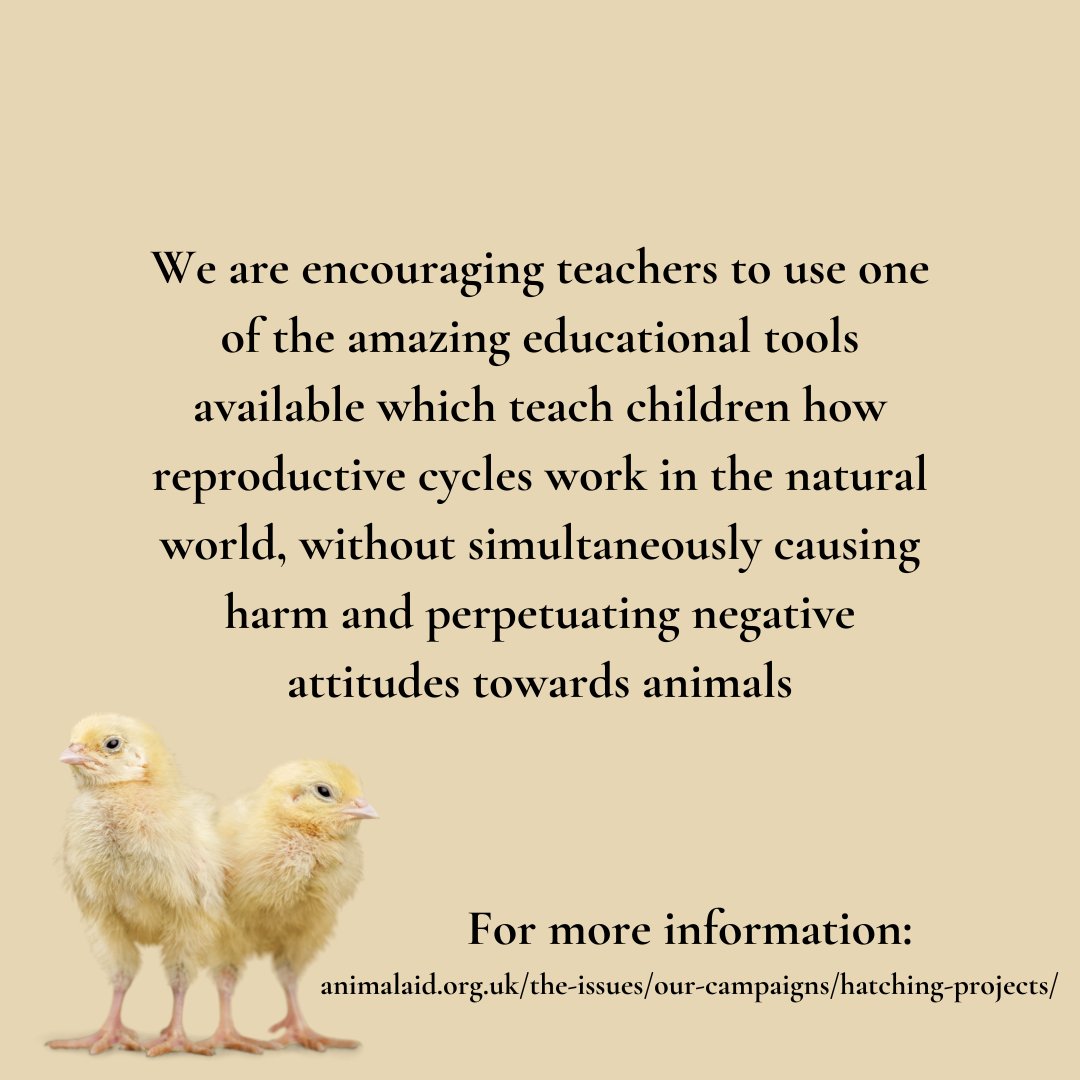 Chick hatching projects are cruel and unhelpful. There are better and more ethical ways to teach children about life-cycles! Find out how you can help via the link in our bio🐣

#ChickHatching #HumaneEducation #HelpChicks