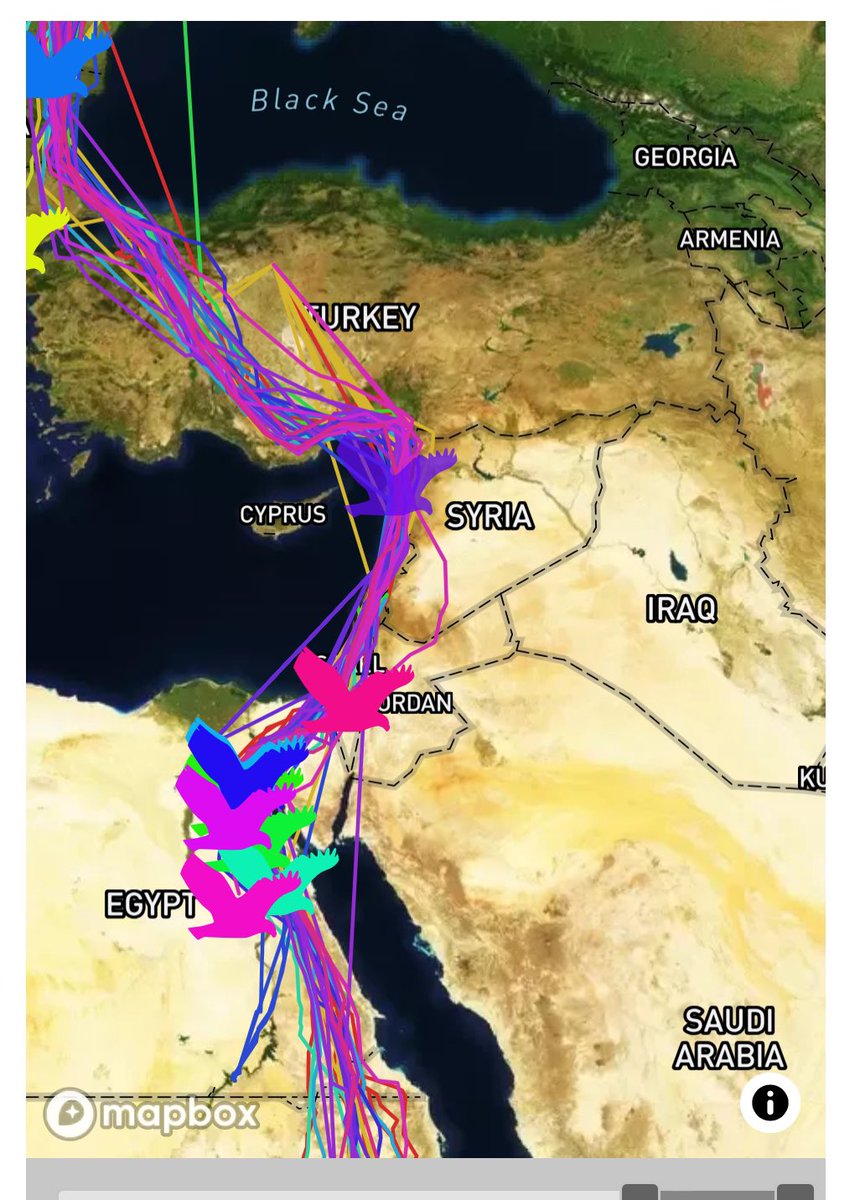 magdaboudagher's tweet photo. Wildlife conservation knows no borders! Unfortunately, many biodiversity hotspots coincide with political instability and social struggles. We must prioritize conservation efforts despite these challenges. #Conservation #Biodiversity #bottleneck #EastMediterranean https://t.co/kk3HuoLgp9