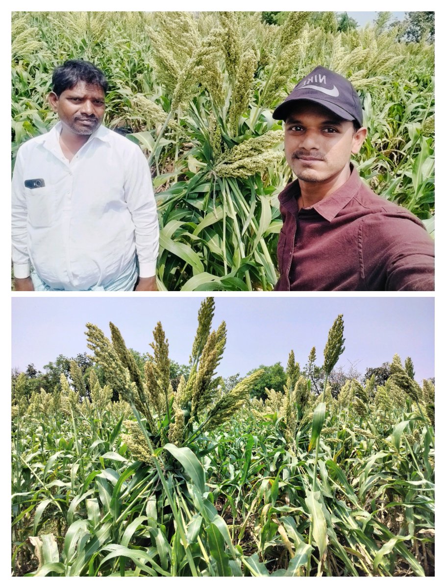 Today created awareness on prevent crop loss Due to untimely rains and wind, by sorghum plants that have fallen to the ground are tied together in four to one, so that the crop does not suffer much.