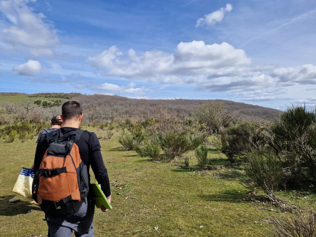 restormine's tweet image. Last Friday #restormine researchers and students of the #DataForest Master in @UVaPalencia continued with the monthly sampling in Guardo reclaimed mines, northern Palencia, in order to obtain edaphological data to measure the recovery success in the forest-mine gradient⛏️⛰️🥾