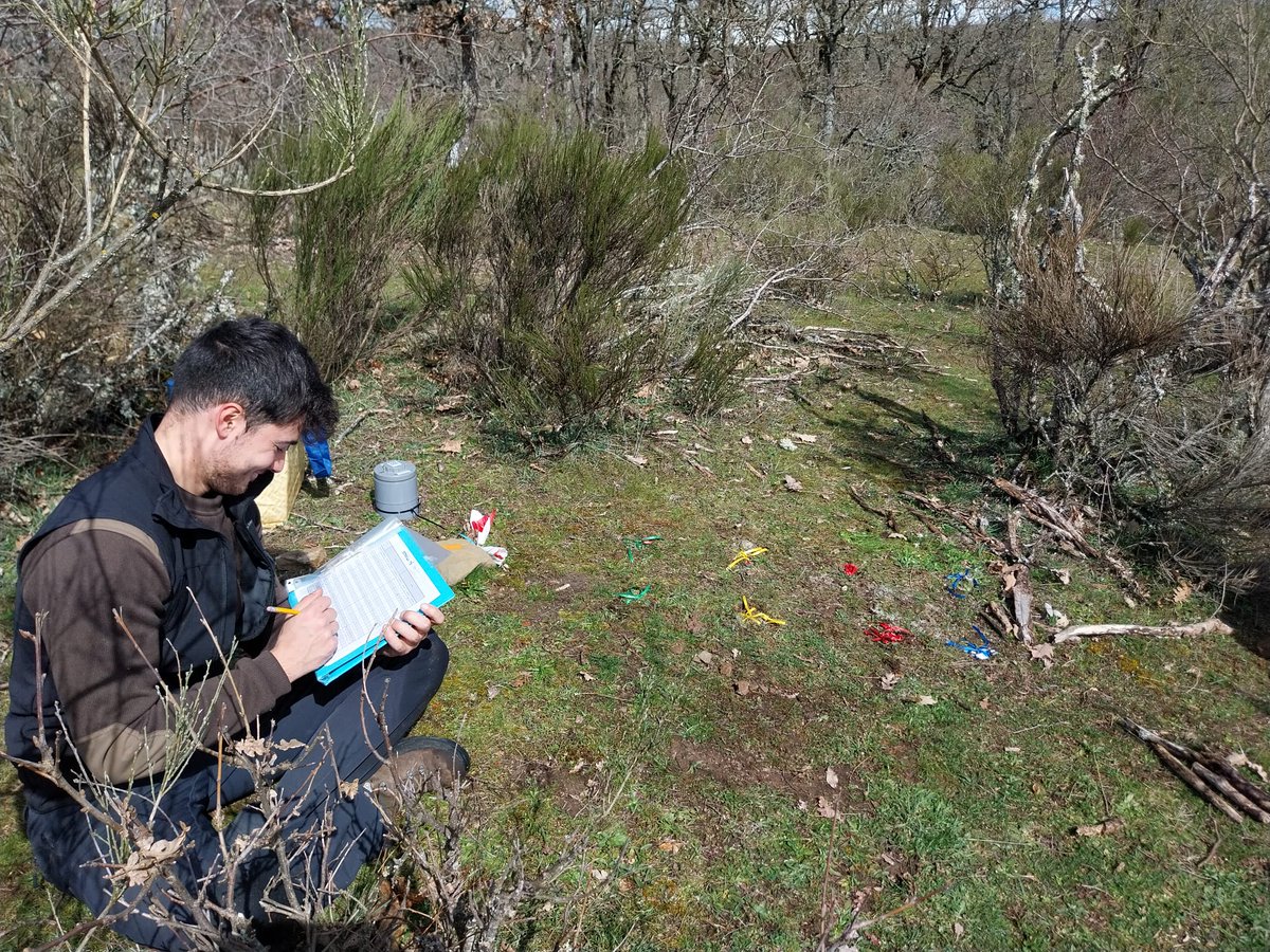 restormine's tweet image. Last Friday #restormine researchers and students of the #DataForest Master in @UVaPalencia continued with the monthly sampling in Guardo reclaimed mines, northern Palencia, in order to obtain edaphological data to measure the recovery success in the forest-mine gradient⛏️⛰️🥾