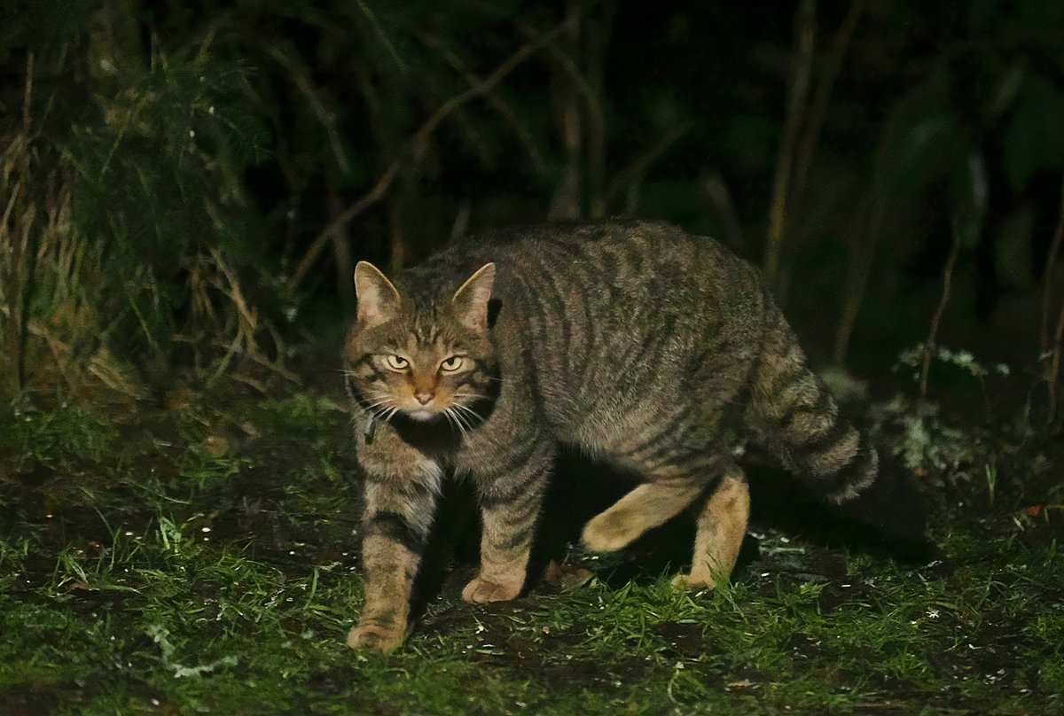 This wildcat was released last year into @CairngormsCo and we were delighted to receive these photos of her from a member of the public 😻 If you're lucky enough to photograph a wildcat, please submit your sighting here ➡ irecord.org.uk/enter-casual-r… 📷 Debra Pickering