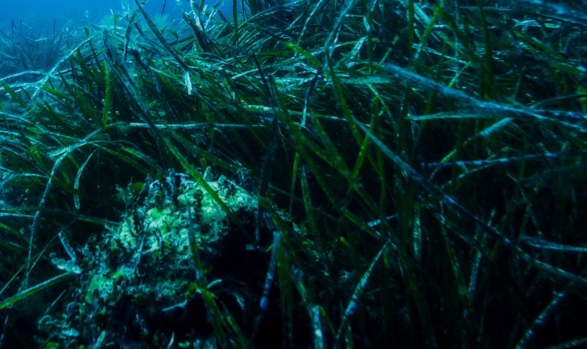 .@Bluemarinef, @sascampaigns and @ProjectSeagrass have released a report detailing the relationship between #seagrass and water quality across the British Isles. Read more about how this pertinent issue is affecting one of our key #BlueCarbon habitats. 👉 loom.ly/aOV3bP4