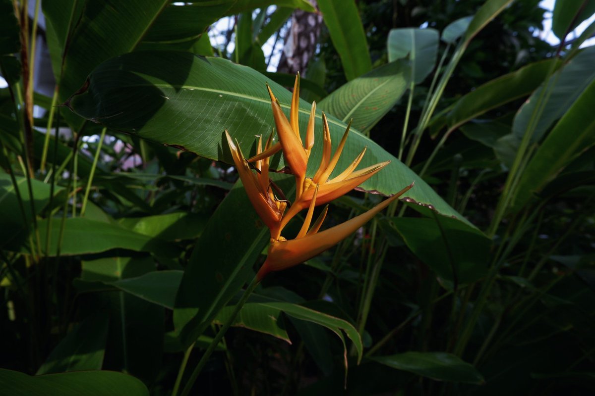 おひや tweet media