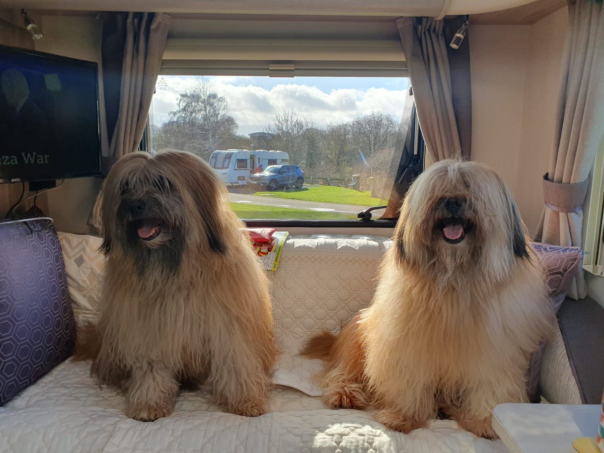 Me and brother Ollie want to say a big thank you for all the birthday wishes. We’re having a great time in #barnardcastle in our motorhome. Have a great day everyone 🥰 #dogsoftwitter #dogsofX #dogs #tuesdayvibes