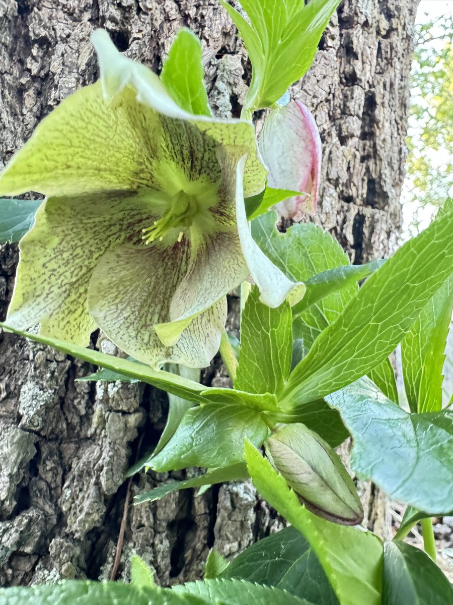 CactusSewnSoil's tweet photo. #thicktrunktuesday with #hellebore in my yard #tuesdayvibe #GardingX https://t.co/FgTpU0T13B
