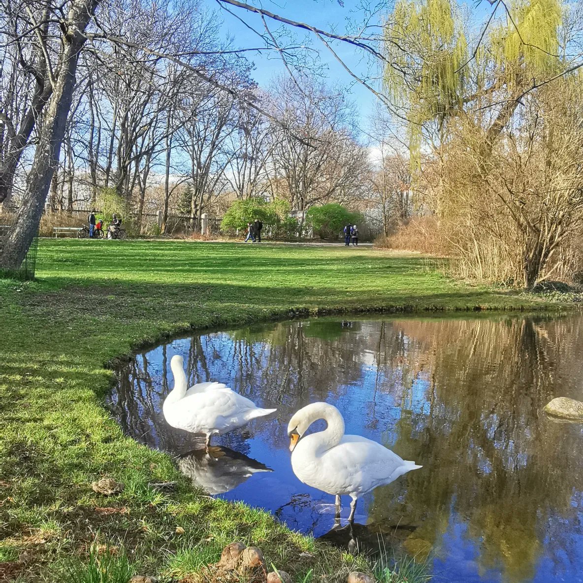 Swan lake ❤️ #piano #composition #music youtu.be/PvWVwYRrI1s?si…