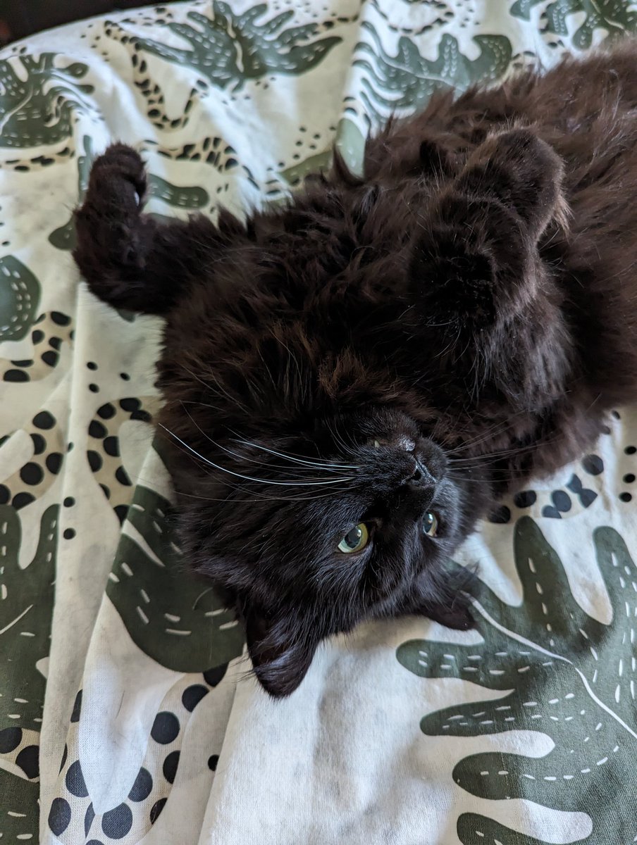 JacksonTheCat2's tweet photo. Good morning from cloudy Ottawa 🇨🇦! It's a topsy-turvy #teefy #toebean #tuftytuesday around here today! Now run along. Mom and fetch my Breakfast Two. 😸 #CatsOfTwitter #cats #blackcats #tuesdayvibe https://t.co/SZMQTncwNe