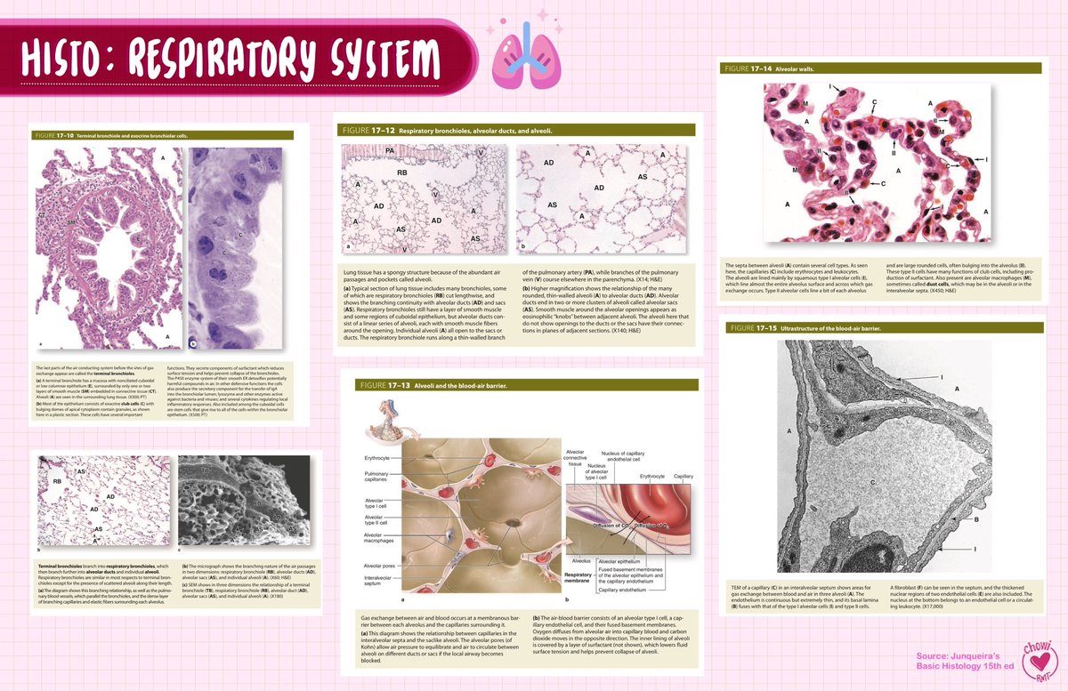joietoyourworld's tweet photo. HISTOLOGY: RESPIRATORY SYSTEM 🤧
Check link for complete file: https://t.co/d77QP6rfPe
#ChewyMDNotes https://t.co/SEaQQKxLgV