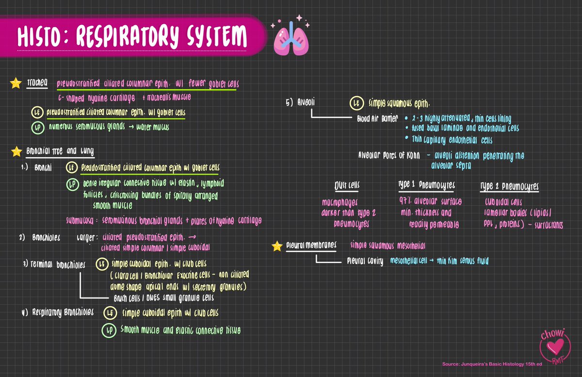 joietoyourworld's tweet photo. HISTOLOGY: RESPIRATORY SYSTEM 🤧
Check link for complete file: https://t.co/d77QP6rfPe
#ChewyMDNotes https://t.co/SEaQQKxLgV
