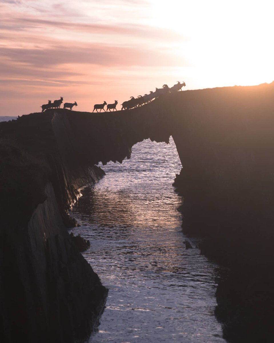 That's what we call the PERFECT shot 👏 A wild herd of goats on the Eastern Skeams making its way across the island sea arch in #WestCork are the kind of views you only see on the west coast of Ireland! Incredible capture by darraghcaseycol [IG] #WildAtlanticWay