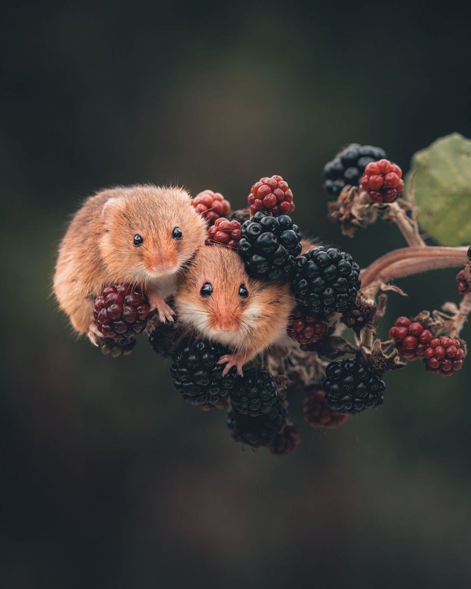 This is your last chance to enter our 2024 Mammal Photographer of the Year competition! MPOY: buff.ly/3Ti2eLQ Young MPOY: buff.ly/3VGWQoz Photo credit: Philip Orris, from last year's MPOY. #photography #wildlifephotography #britishwildlife