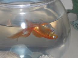 Ultra_manz's tweet photo. Unfortunately my pet goldfish Gilbert has drowned cash app me $Ultman82 to help cover funeral costs.😓😩😭 #cashapp https://t.co/ItYkvVrTpU