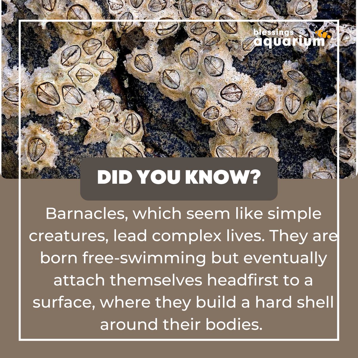 Did You Know?  Barnacles, which seem like simple creatures, lead complex lives. They are born free-swimming but eventually attach themselves headfirst to a surface, where they build a hard shell around their bodies.  #MarineEcosystems #Mariners #marine #AQUARIUM #TrendingNow