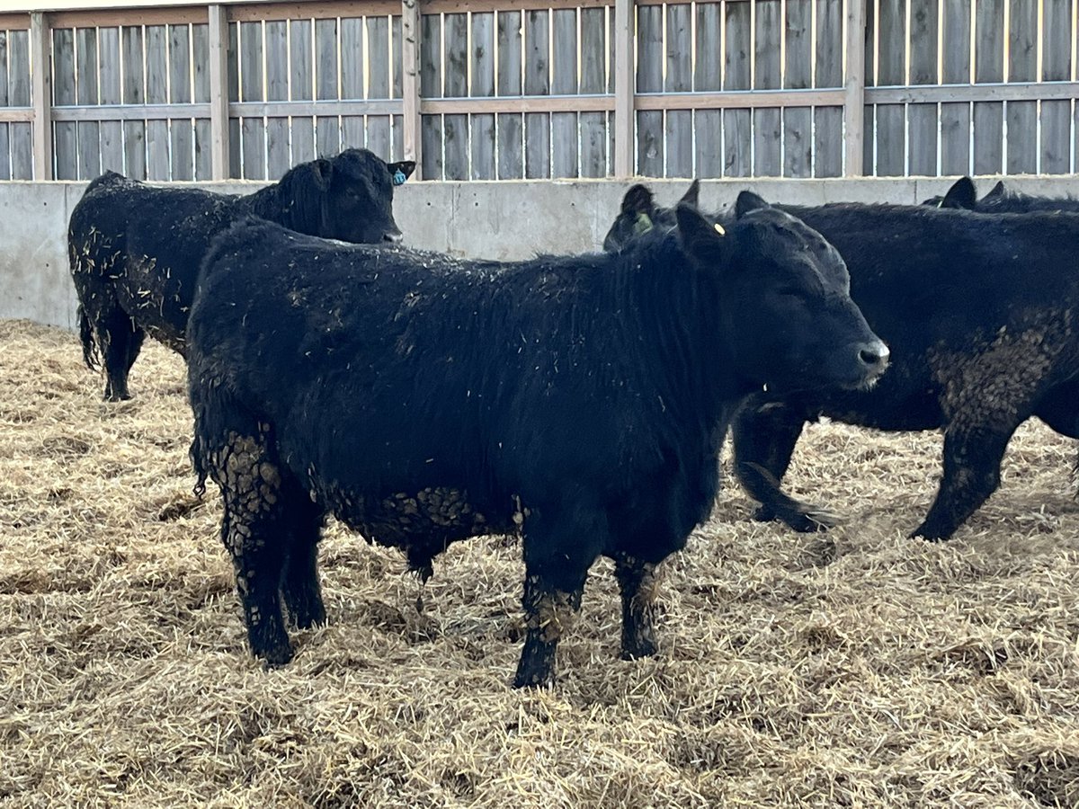 Bryce Ribey tweet media