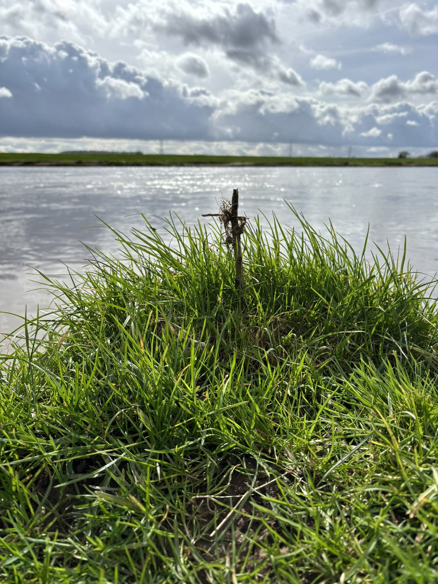 Flotsam washed up by recent floods

#lent #cross #rivertrent