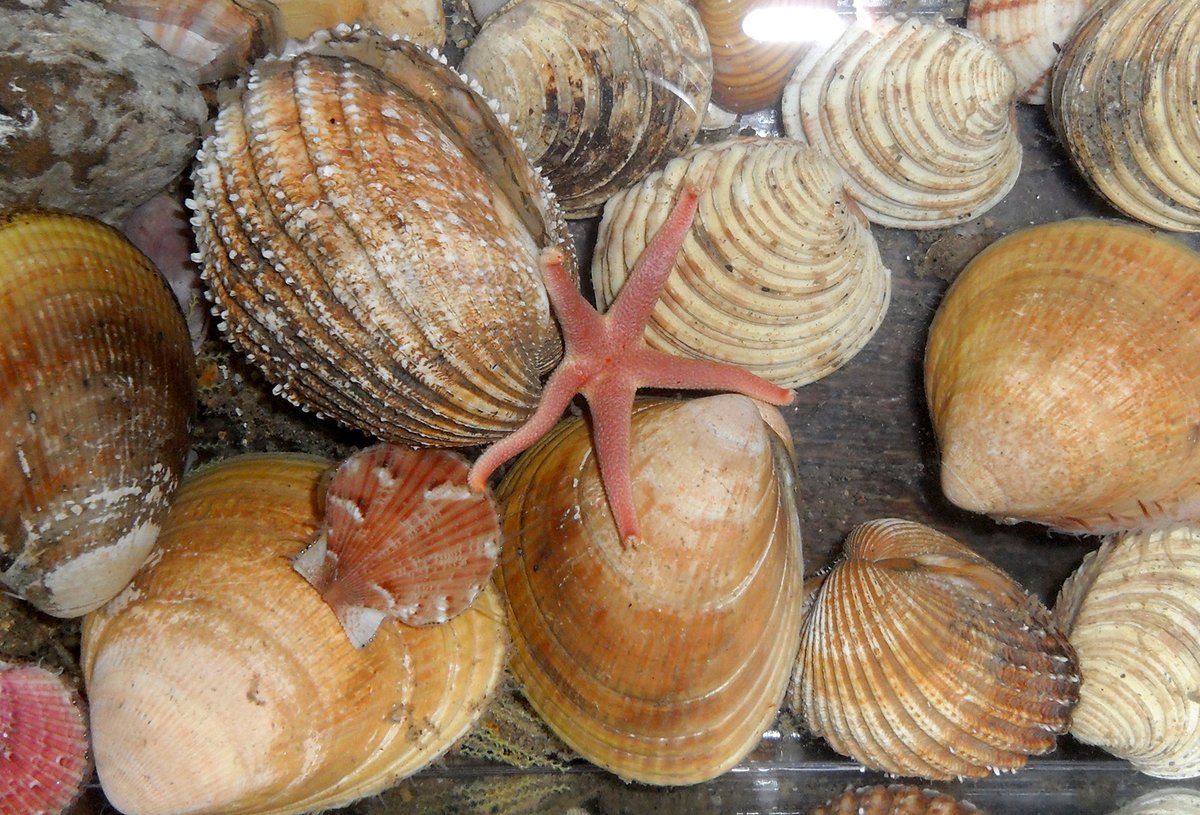 Classification and naming of species (taxonomy) is essential for understanding oceans and the marine life. This #TaxonomistAppreciationDay we celebrate this work, especially the fantastic marine taxonomists @Museum_Cardiff in their important work for marine biodiversity in Wales