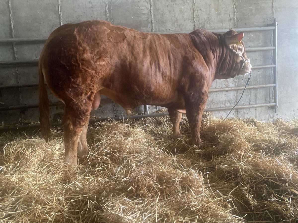 PatSheahan1's tweet photo. Drombanny 2 Lot 22 Roscrea premier sale sired by IO. 3.4% calving on beef cows. Terminal index of 179 . https://t.co/CZsFfP6lq7