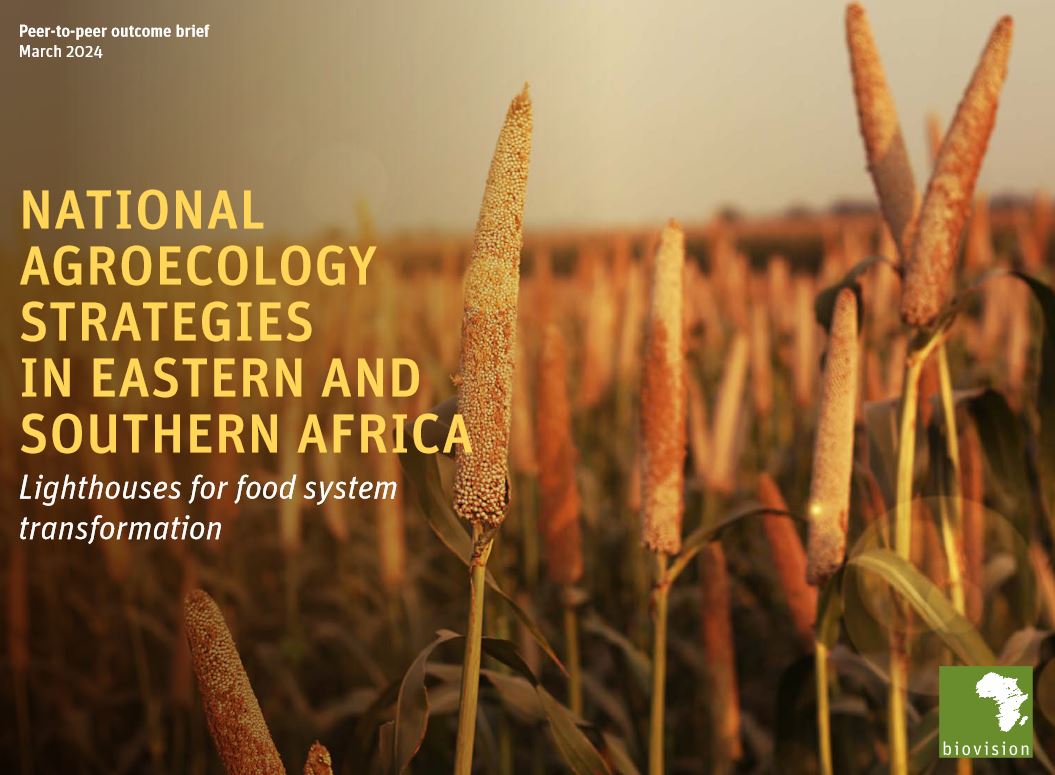 🌍National #agroecology strategies in Eastern and Southern Africa: Lighthouses for food system transformation. 👉A new brief by @FutureForAll has just been launched: agroecology-pool.org/wp-content/upl…