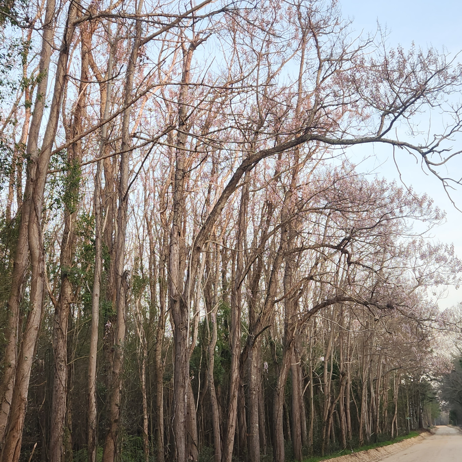 Algae4Gas's tweet photo. What does it look like when mature paulownia trees are blooming. Glad you asked... beautiful! https://t.co/mk59rRfwUO
#balsa #cedar #chinesecedar #paulownia #paulowniatree #paulowniawood #paulowniatimber #kiri #kiriwood #kirilumber #kiritree #empresstree #paulowniaveneer https://t.co/pAS1Nuo5ib