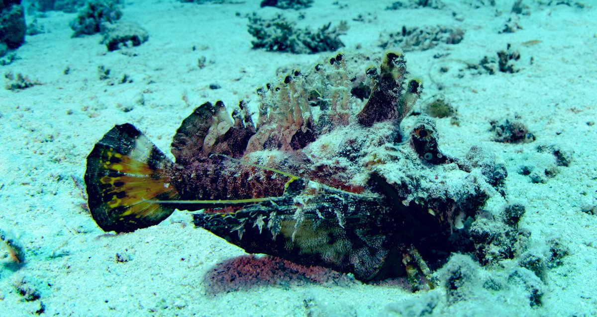 SeaTroops's tweet photo. Calling all ocean advocates and NFT enthusiasts! 🌊 Dive into our NFT gallery to own exclusive marine life creations. 🐙 Your support not only preserves the beauty of the sea but also fuels our environmental initiatives. Together, we can make a difference! 🌎💫 #NFTCollectibles https://t.co/k8MsjDzmsT
