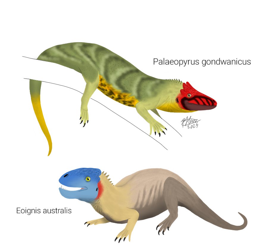 PaleoPd_'s tweet photo. And here it is! Starting with the two oldest species of dragons, native to Gondwana from the late Triassic, between Norian and Rhaetian epochs. Their closest relatives are the aphanosaurs, making them basal avemetatarsalians. 1/3 thread #DNAFspec #dragon https://t.co/SBahL6rbcM