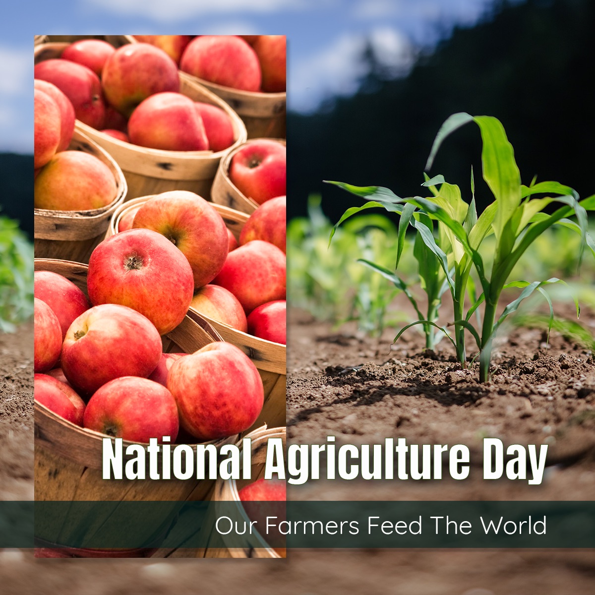 SenatorOMara's tweet image. Thank you to America’s 🇺🇸 farmers here in the  #SouthernTier and #FingerLakes regions, throughout  New York State, and across the country. We are grateful for all that you do to strengthen our communities and families.

#NationalAgricultureDay