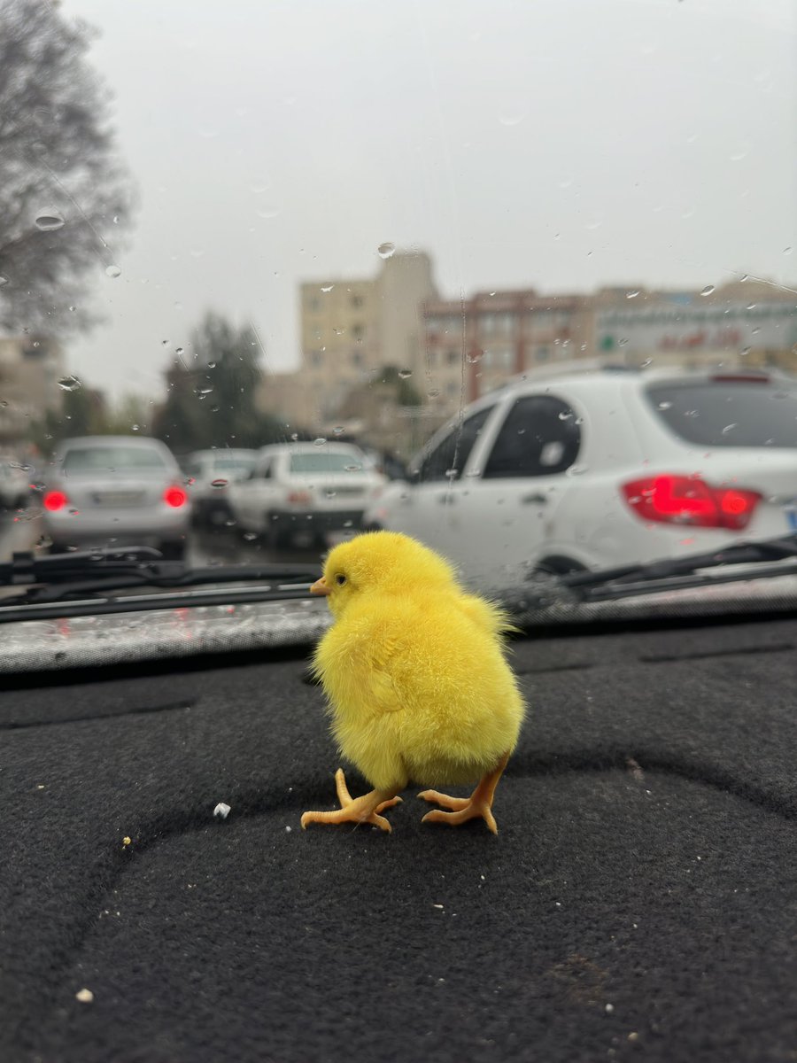 بچه ها به آقا مظفر سلام کنید