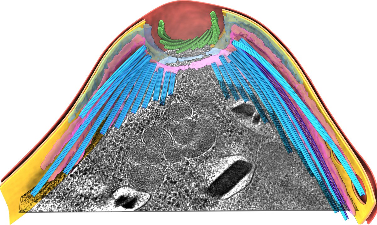 We're looking for a postdoc and an RA to join us @ucl! Interested in how the #malaria parasite adapts its cytoskeleton for disease transmission? Join our @wellcometrust funded project and use #insitu #CryoET to study parasites! DM or email any questions. Links in the comments.