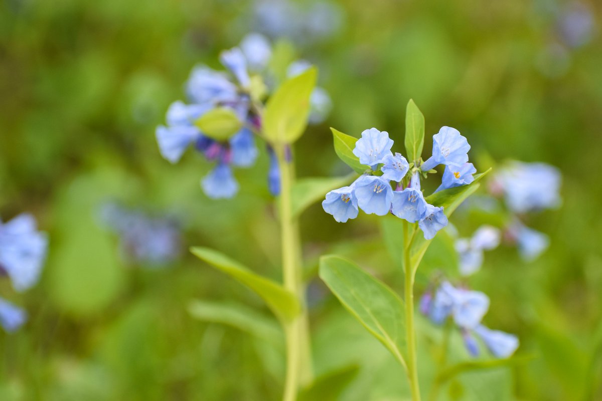 Happy first day of spring!

Soon, our public lands will be filled with stunning spring colors. Need help deciding where to explore as the weather warms? Visit bit.ly/3RrYsyB and find a DNR property to visit!