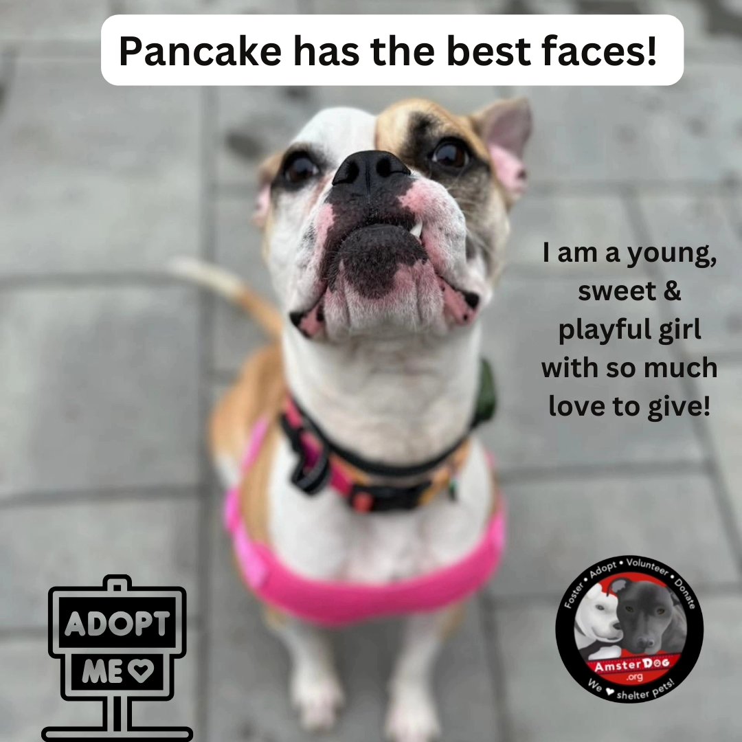 🥞 ADOPT PANCAKE! 2 y/o, 52 lbs of snuggly love ❤️ 🏆 makes the BEST faces 🥹 Sweetly asks for pets 🐾 Great dog, she is too precious to be in boarding! Needs a foster or adopter 🙏 👉Apply at AmsterDog.org