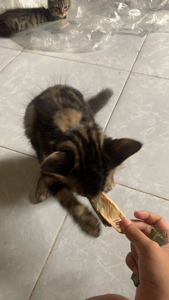 wang maribu buat beli wedud sachet kata mami