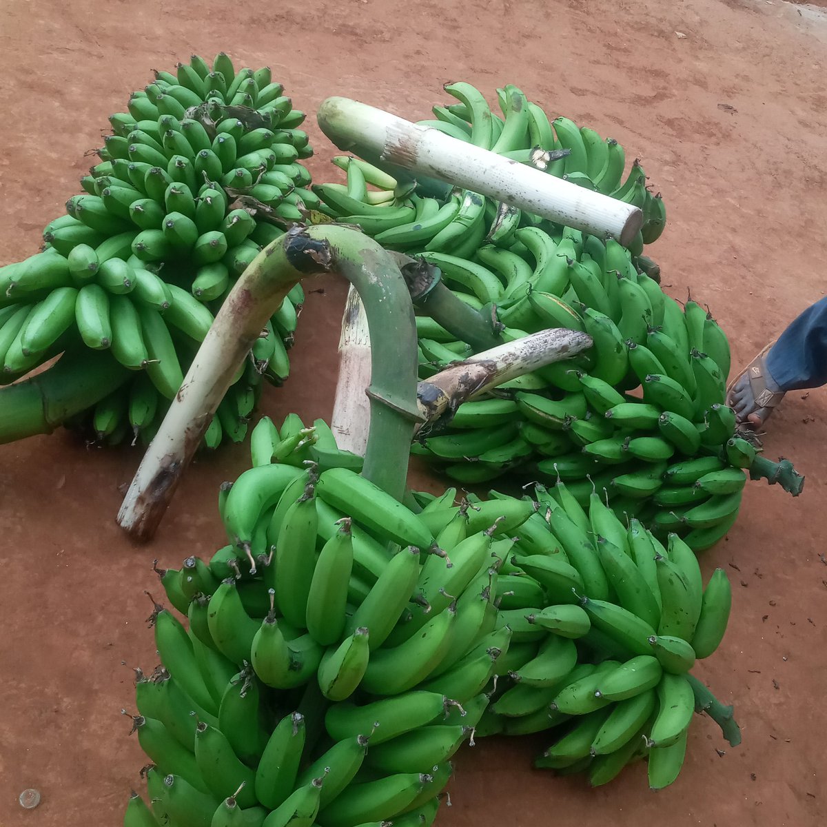 fixmeifixyou's tweet photo. Do you have land or planning to buy land? Anyway farming can be an investment in the long run for either food or sale. Think about it
Seek help where need arises. It is possible Ba Dear .
#EnkumbiTerimba
#Farming
#fixmeifixyou
#fixyourwallet https://t.co/WDrn2kA5UG